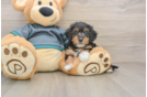 Hypoallergenic Yorkie Doodle Poodle Mix Puppy