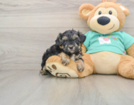 8 week old Yorkie Poo Puppy For Sale - Premier Pups