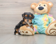 6 week old Yorkie Poo Puppy For Sale - Premier Pups