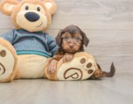 7 week old Yorkie Poo Puppy For Sale - Premier Pups