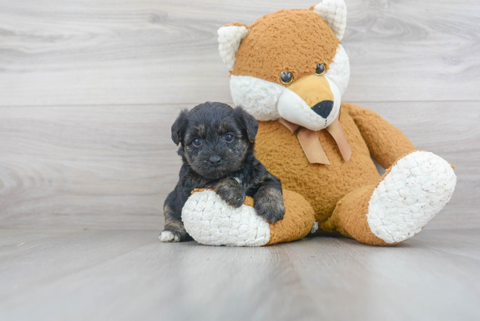 Best Yorkie Poo Baby
