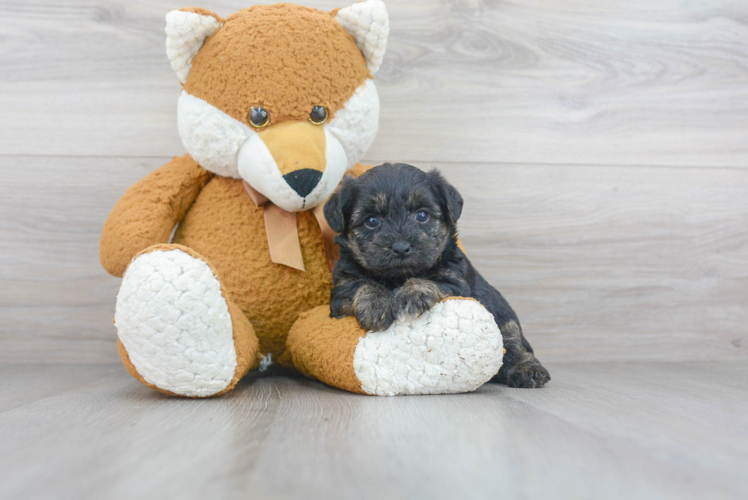 Best Yorkie Poo Baby
