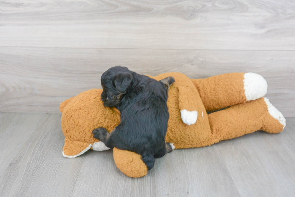 Best Yorkie Poo Baby
