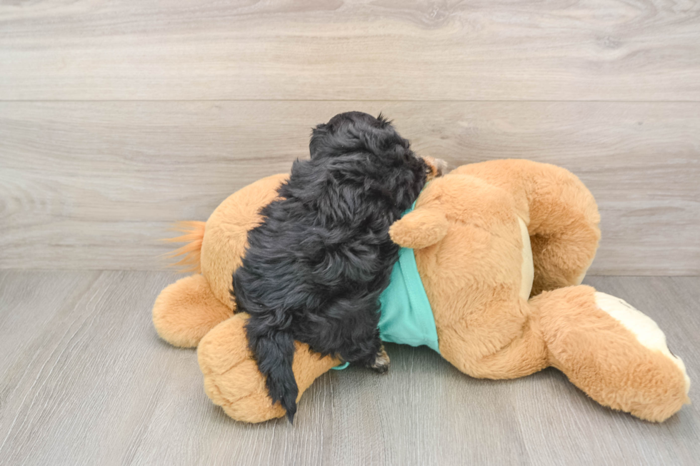 Best Yorkie Poo Baby