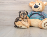 8 week old Yorkie Poo Puppy For Sale - Premier Pups