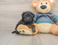 7 week old Yorkie Poo Puppy For Sale - Premier Pups