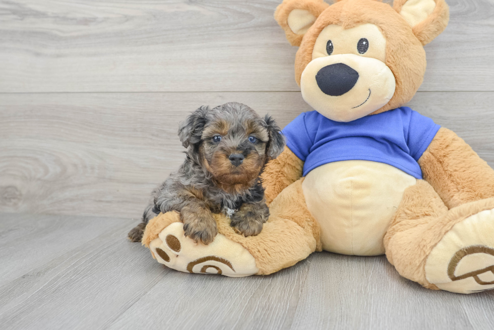 Petite Yorkie Poo Poodle Mix Pup