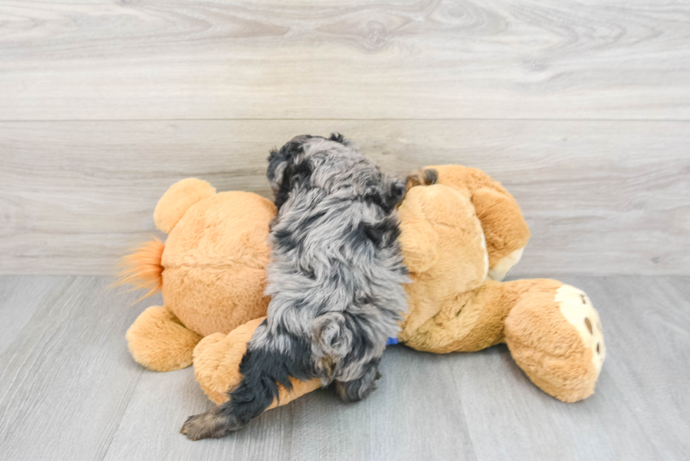 Yorkie Poo Puppy for Adoption