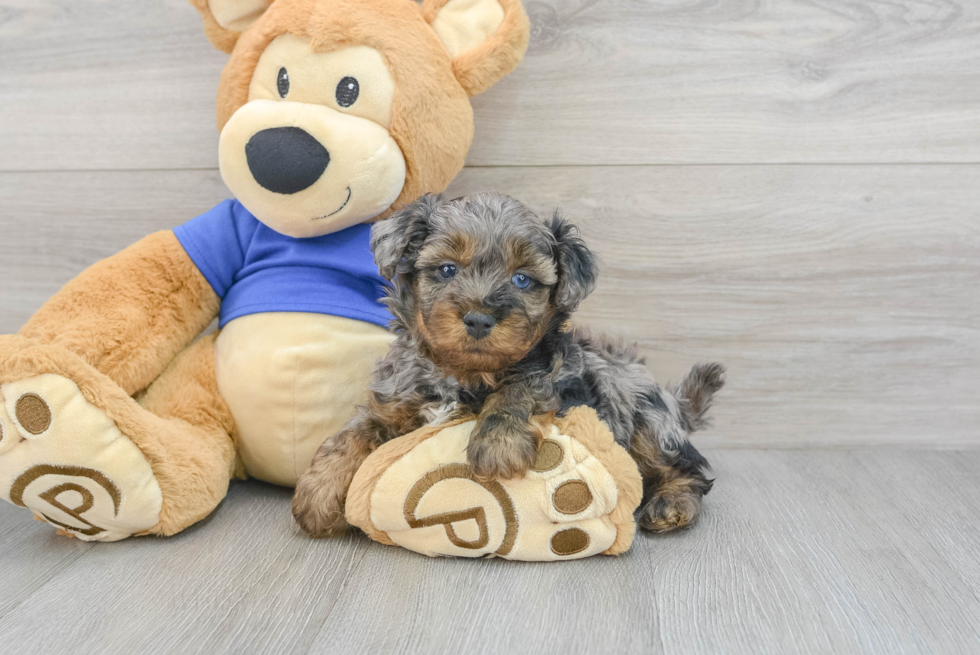 Yorkie Poo Puppy for Adoption