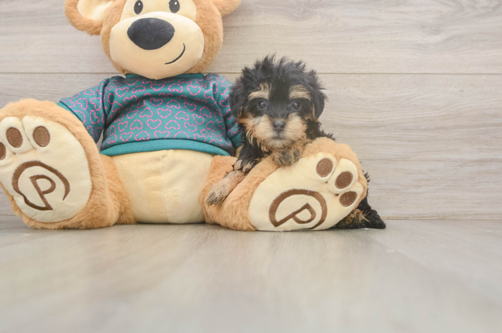 6 week old Yorkie Poo Puppy For Sale - Premier Pups