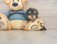 8 week old Yorkie Poo Puppy For Sale - Premier Pups 8 week old Yorkie Poo Puppy For Sale - Premier Pups