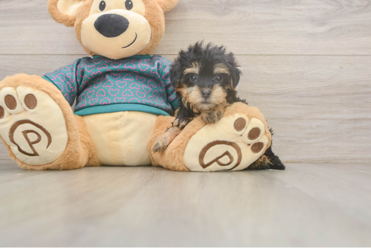 Meet Johnny - our Yorkie Poo Puppy Photo  1/3 - Premier Pups Best Yorkie Poo Baby