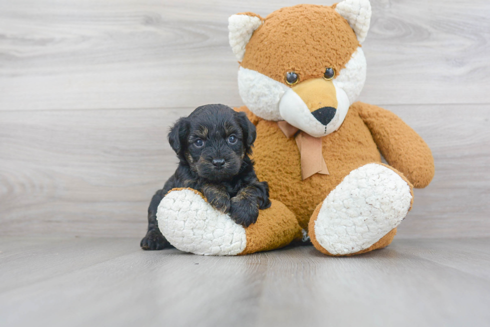 Hypoallergenic Yorkie Doodle Poodle Mix Puppy