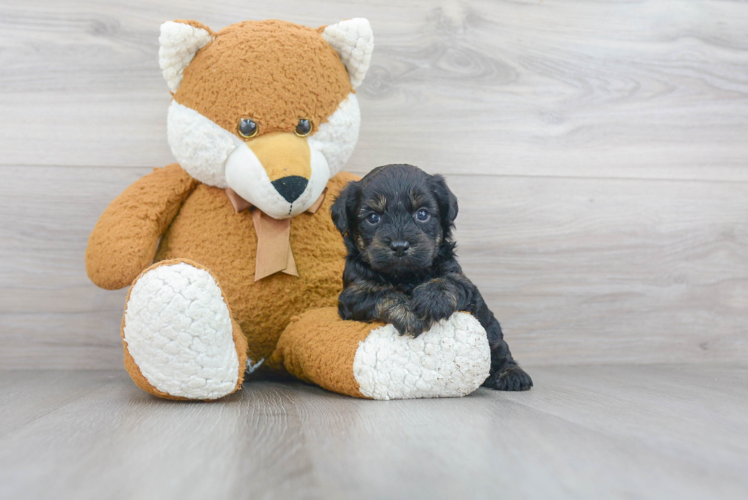 Little Yorkie Doodle Poodle Mix Puppy