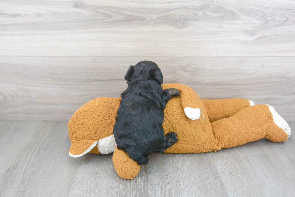 Funny Yorkie Poo Poodle Mix Pup
