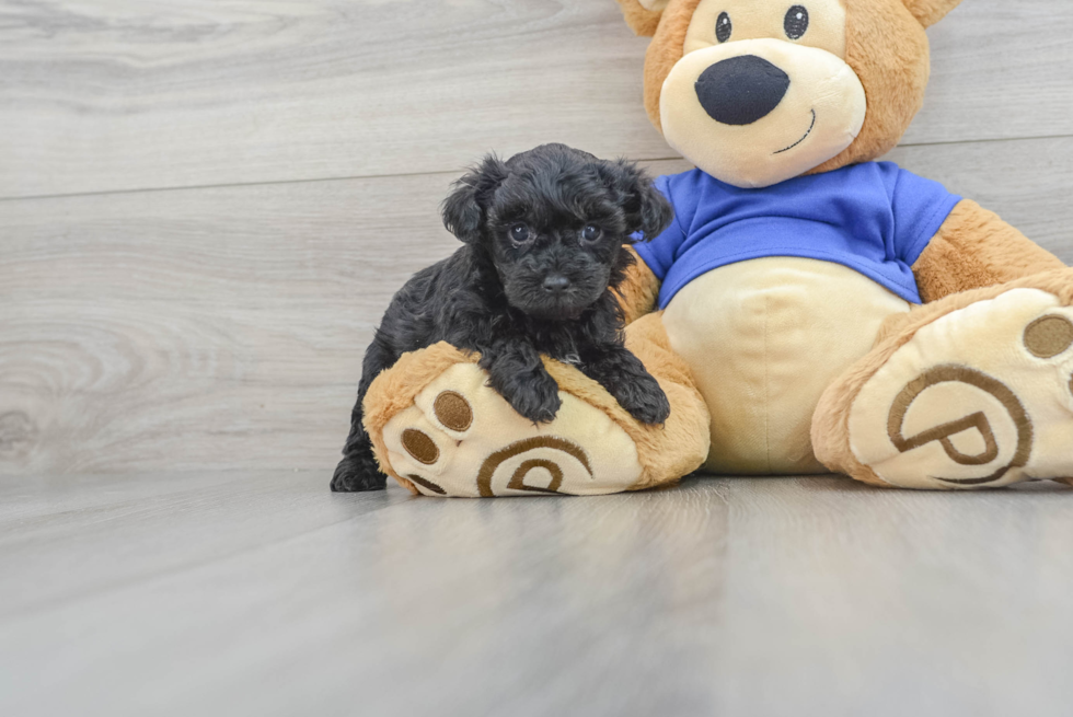 Little Yorkie Doodle Poodle Mix Puppy