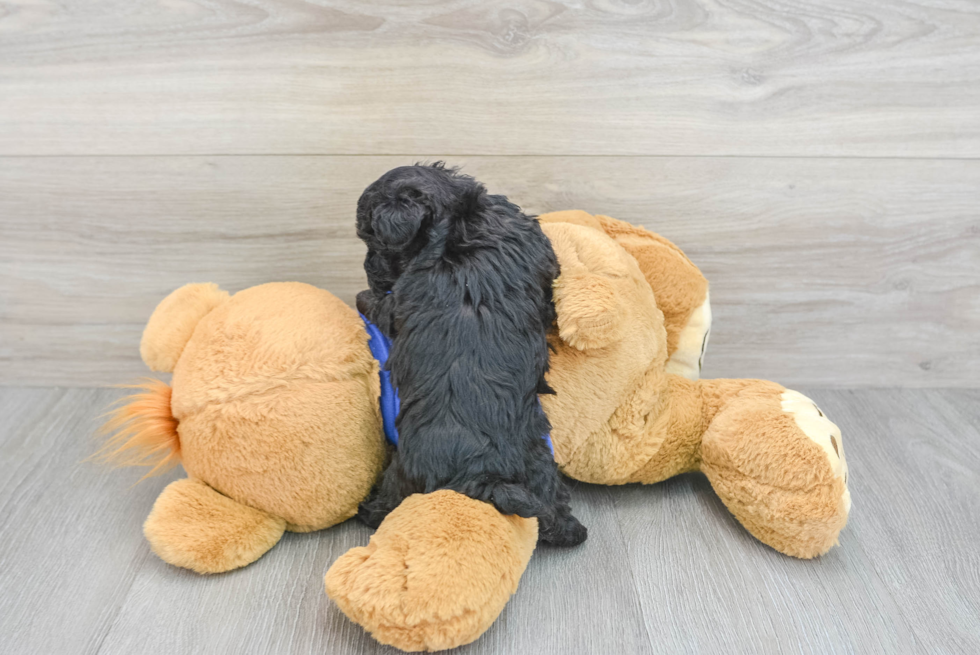 Cute Yorkie Poo Baby