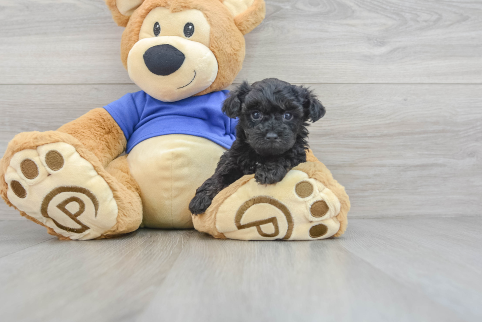 Yorkie Poo Pup Being Cute