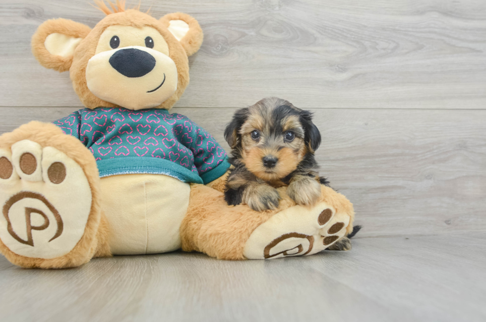 5 week old Yorkie Poo Puppy For Sale - Premier Pups