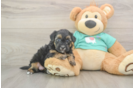 Adorable Yorkiedoodle Poodle Mix Puppy