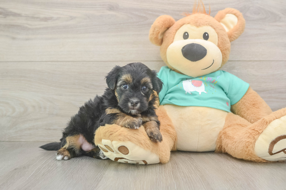 Adorable Yorkiedoodle Poodle Mix Puppy