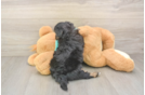 Yorkie Poo Pup Being Cute