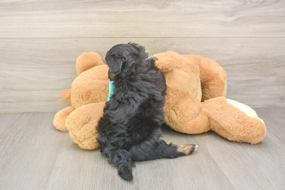 Yorkie Poo Pup Being Cute