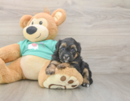 6 week old Yorkie Poo Puppy For Sale - Premier Pups