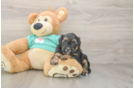 Yorkie Poo Puppy for Adoption