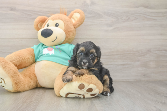 Yorkie Poo Puppy for Adoption