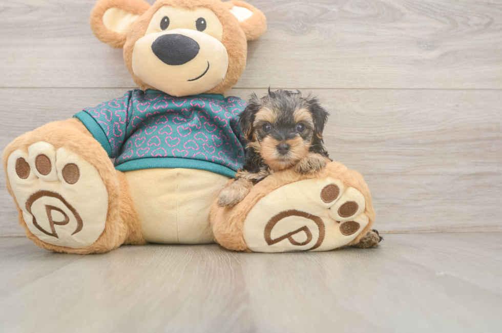 6 week old Yorkie Poo Puppy For Sale - Premier Pups