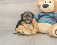 9 week old Yorkie Poo Puppy For Sale - Premier Pups