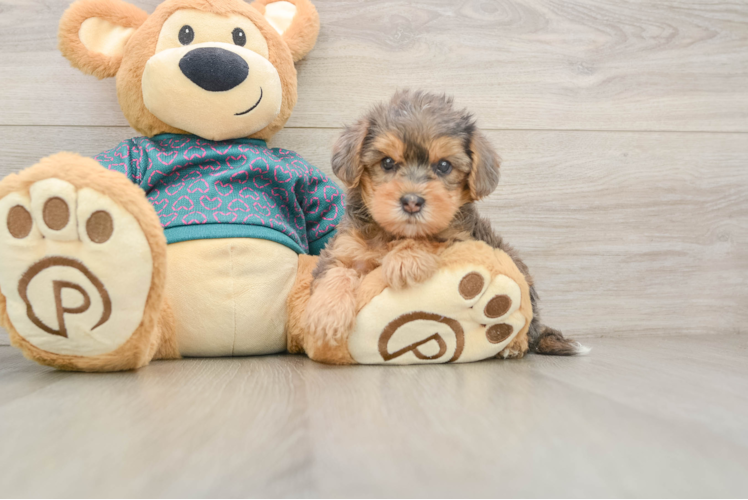 Yorkie Poo Pup Being Cute