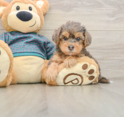 6 week old Yorkie Poo Puppy For Sale - Premier Pups