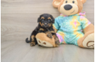 Popular Yorkie Poo Poodle Mix Pup