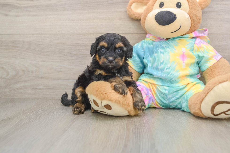 Popular Yorkie Poo Poodle Mix Pup
