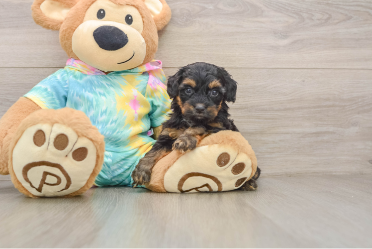 Playful Yo Yo Poo Poodle Mix Puppy