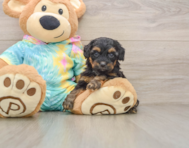 8 week old Yorkie Poo Puppy For Sale - Premier Pups