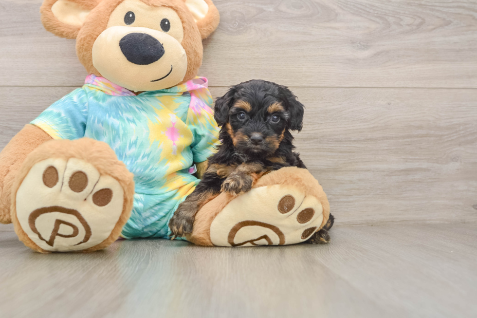 Playful Yo Yo Poo Poodle Mix Puppy