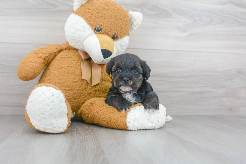 Yorkie Poo Puppy for Adoption