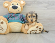 6 week old Yorkie Poo Puppy For Sale - Premier Pups