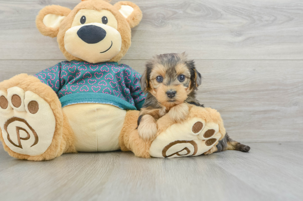 5 week old Yorkie Poo Puppy For Sale - Premier Pups