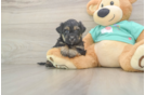 Yorkie Poo Pup Being Cute
