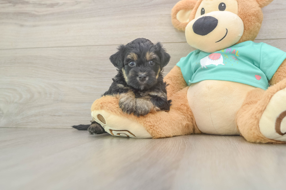 Yorkie Poo Pup Being Cute