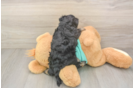 Yorkie Poo Puppy for Adoption