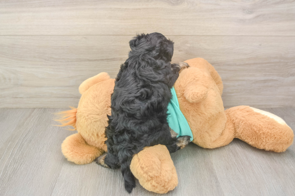 Yorkie Poo Puppy for Adoption
