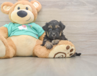 7 week old Yorkie Poo Puppy For Sale - Premier Pups