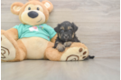 Yorkie Poo Pup Being Cute