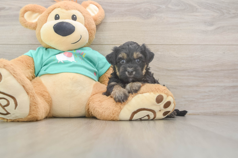Yorkie Poo Pup Being Cute