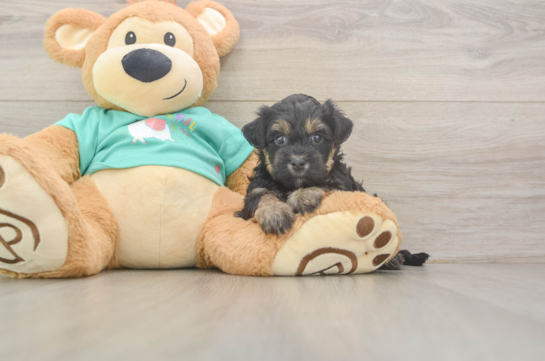 Yorkie Poo Pup Being Cute